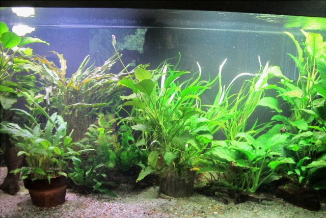 fullflowertank.jpg