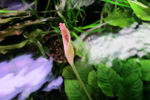 closeupflower.jpg