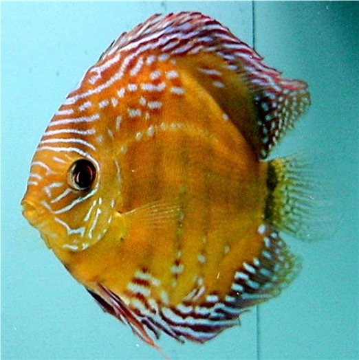 Symphysodon aequifasciatus Wild Large LatB.jpg