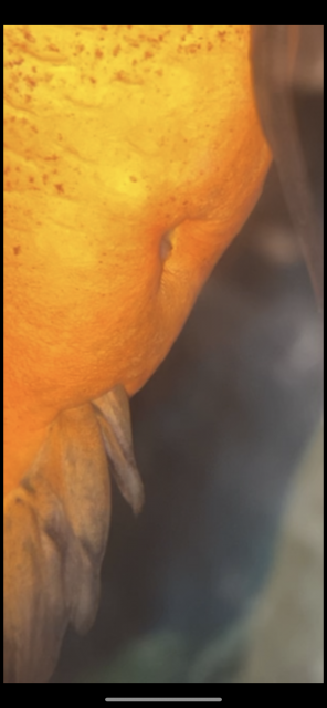 6EF64D99-9D5F-4BFA-A8FF-635EB92290B5.png 6EF64D99-9D5F-4BFA-A8FF-635EB92290B5.png