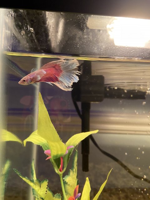 E1FAD645-935E-40F0-B117-010E066A0829.jpeg E1FAD645-935E-40F0-B117-010E066A0829.jpeg