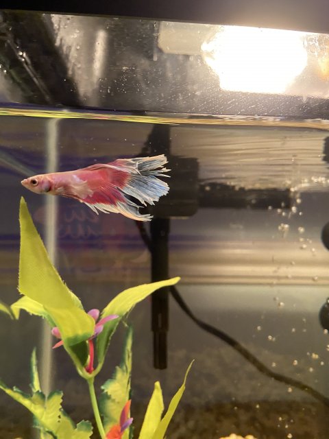 471C674B-22CE-4D05-BC8B-CA5E7A6517A2.jpeg 471C674B-22CE-4D05-BC8B-CA5E7A6517A2.jpeg