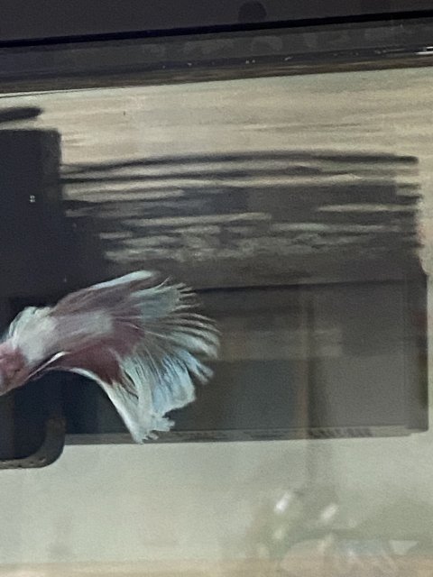 02142509-5EC4-4DC0-9123-7F325A58550F.jpeg 02142509-5EC4-4DC0-9123-7F325A58550F.jpeg