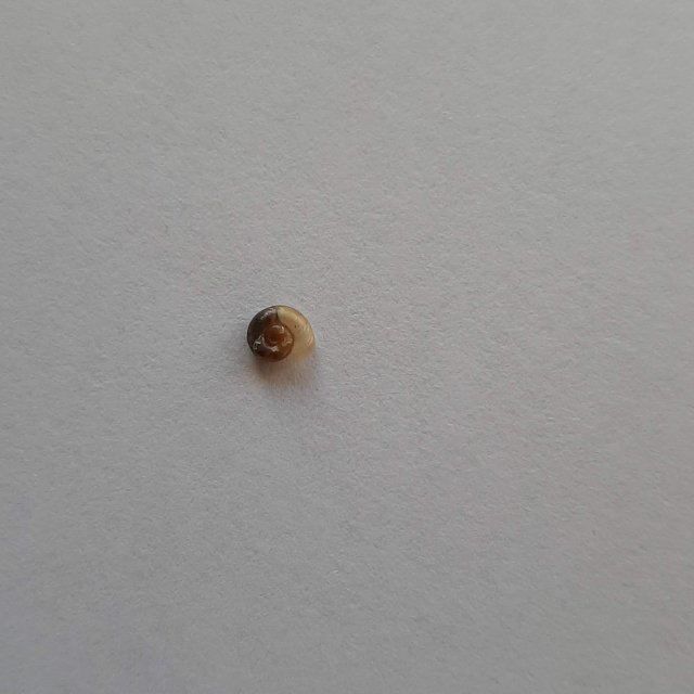 snail.jpg snail.jpg