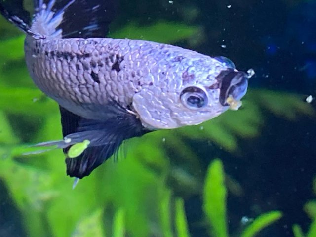 Joel 1.jpg Joel 1.jpg