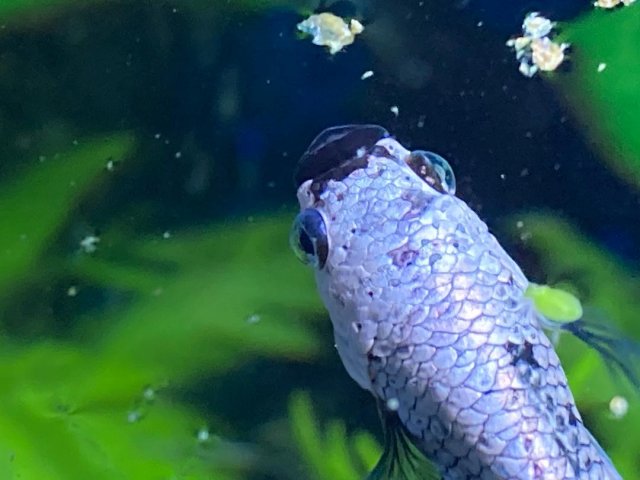 Joel 2.jpg Joel 2.jpg