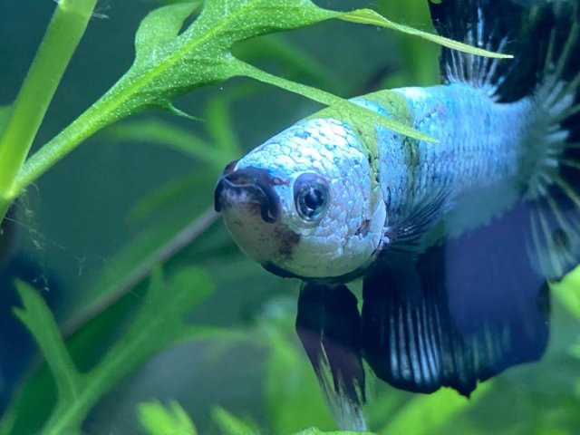 Joel 4.jpg Joel 4.jpg