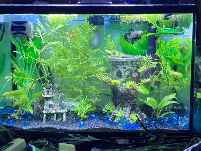 Joel's Tank.jpg Joel's Tank.jpg