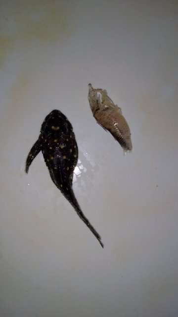 IMG-20201012-WA0027.jpeg