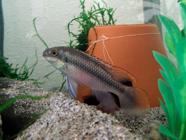 Tiger 20201013.jpg