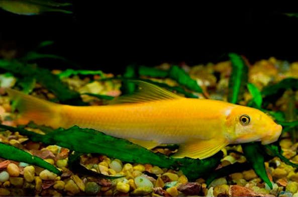 GoldenChineseAlgaeEater5.jpg