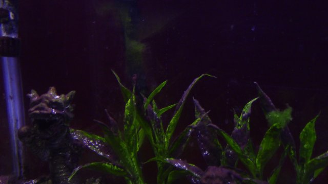 IMG_2954.JPG IMG_2954.JPG