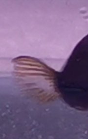 Screenshot_20201115_131238.jpg
