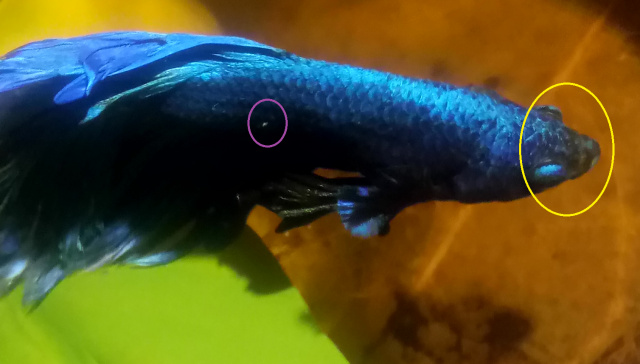 Circled areas 2.png Circled areas 2.png