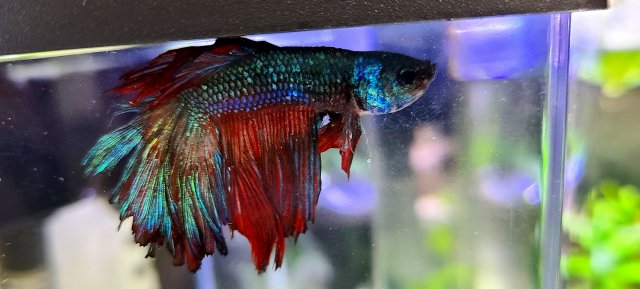 20210102_133427.jpg 20210102_133427.jpg