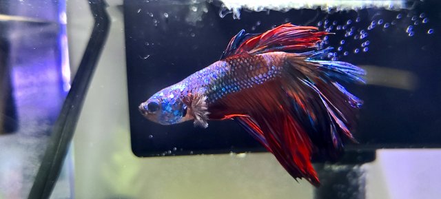 20210101_202144.jpg 20210101_202144.jpg