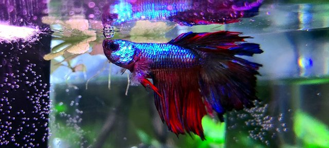 20210101_181520.jpg 20210101_181520.jpg