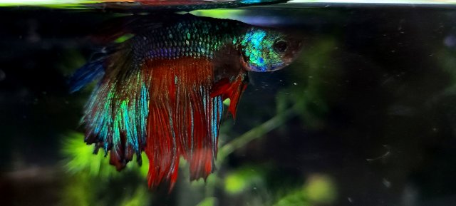 20210103_150257.jpg 20210103_150257.jpg