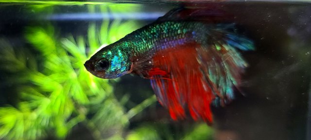 20210103_165558.jpg 20210103_165558.jpg