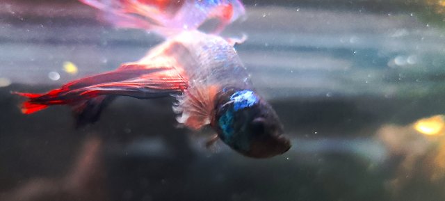 20210105_155529.jpg 20210105_155529.jpg