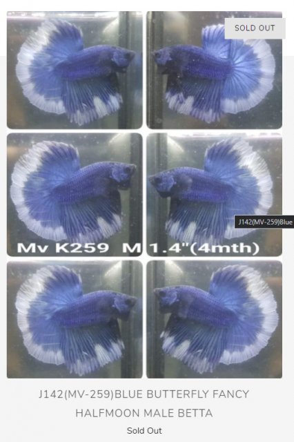 BETTA_COAST_GEM_001.jpg