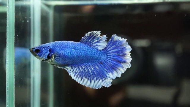 BLUE_FEMALE_BUTTERFLY.jpg
