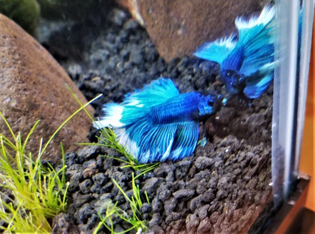 BETTA ADJUSTED.jpg