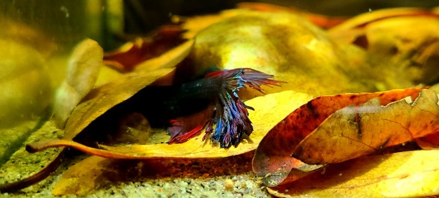 20210119_005246.jpg 20210119_005246.jpg