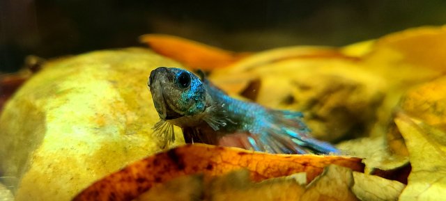 20210118_131150.jpg 20210118_131150.jpg