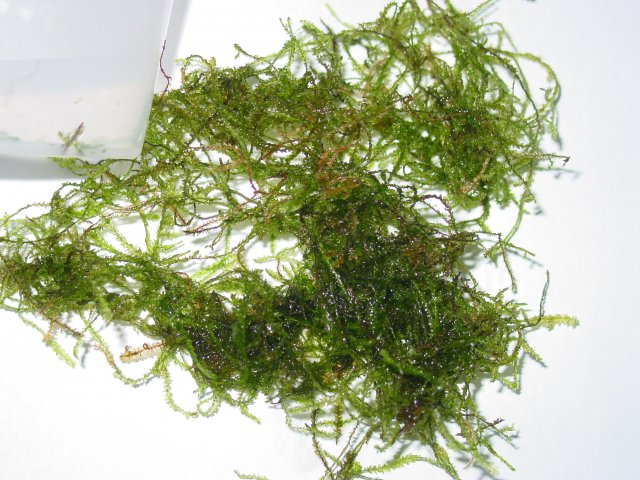 Does this look like christmas moss? | AquariaCentral.com