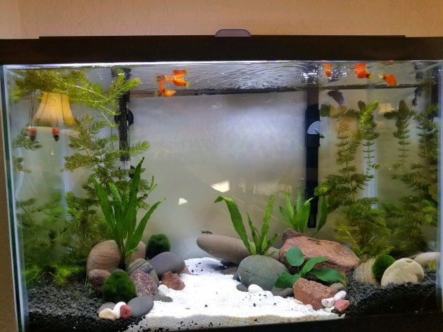 PEACOCK_TANK_02082021.jpg