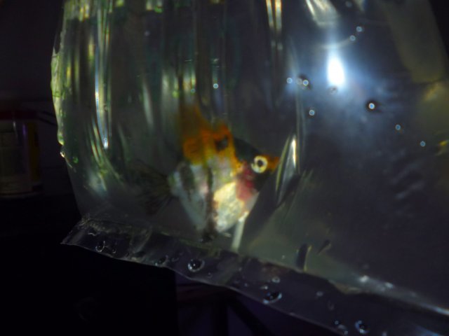 P1020742~2.JPG