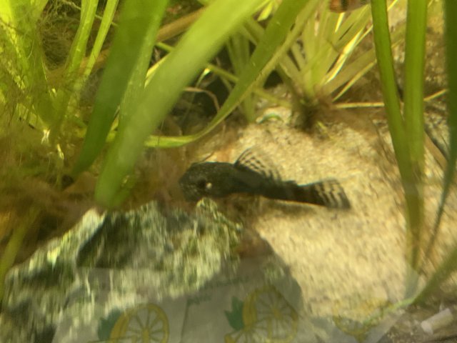 Pleco1.jpg