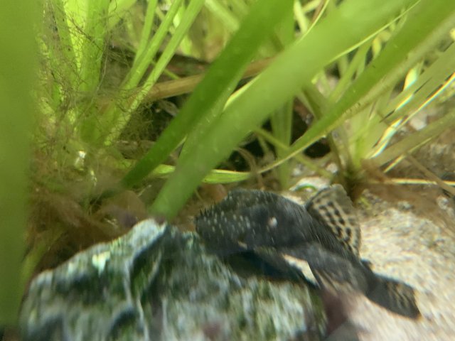 Pleco2.jpg