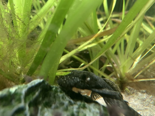 Pleco3.jpg