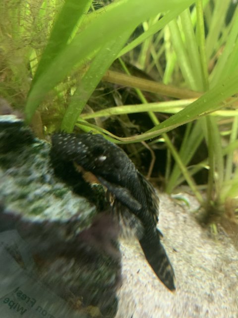 Pleco4.jpg