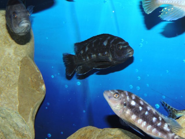 DSCN6114.JPG