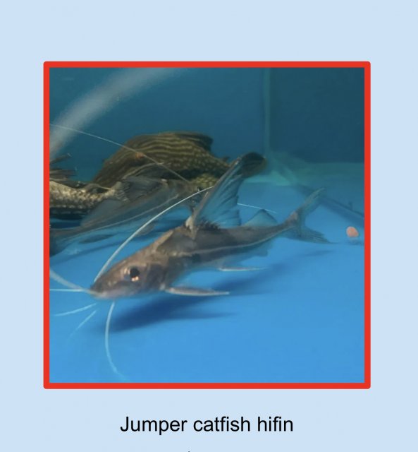 Catfish ID?
