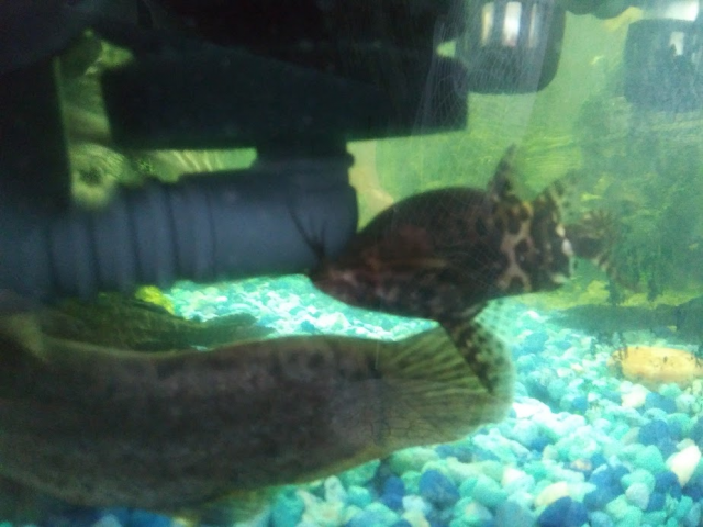 Upside Down Catfish Bloated Belly Aquariacentral Com