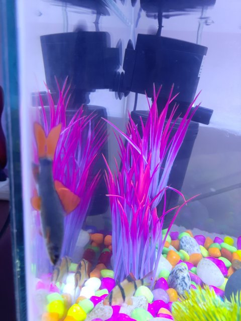 20210509_184730.jpg 20210509_184730.jpg