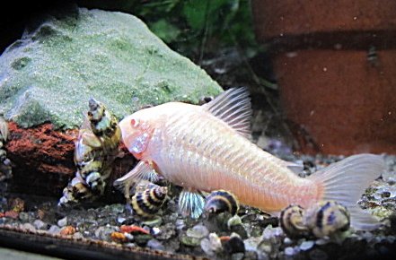 Albcoryassasnsoilent2.jpg Albcoryassasnsoilent2.jpg