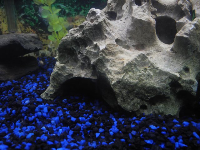 DSCN7387.JPG