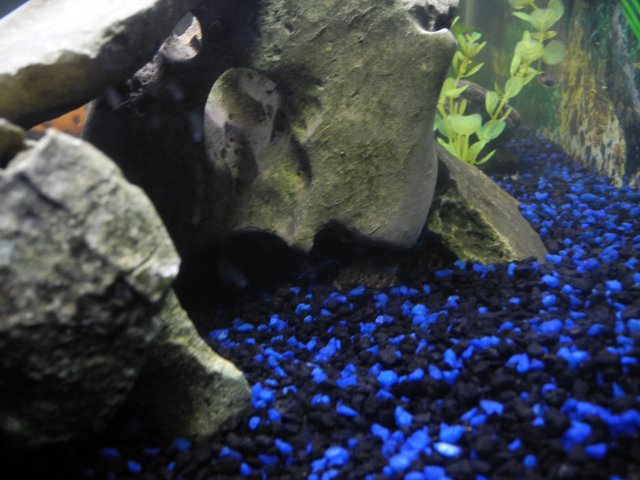 DSCN7388.JPG