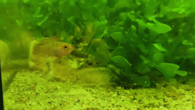 Untitled - Sequence 01 6_3.gif Untitled - Sequence 01 6_3.gif