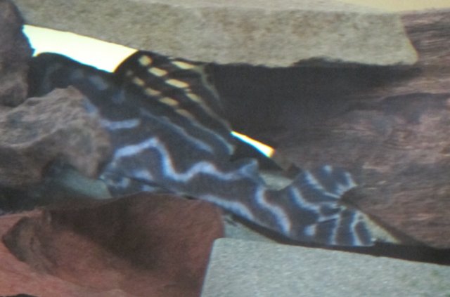 TR173_fish3a.jpg