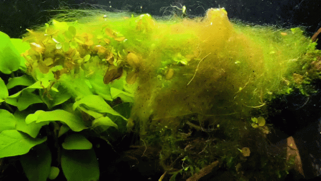 Untitled - Sequence 01 31_1.gif
