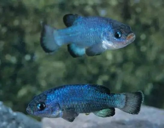 WhatfishamI1.jpg