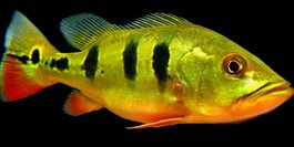 butterfly-peacock-bass-underwater.jpg