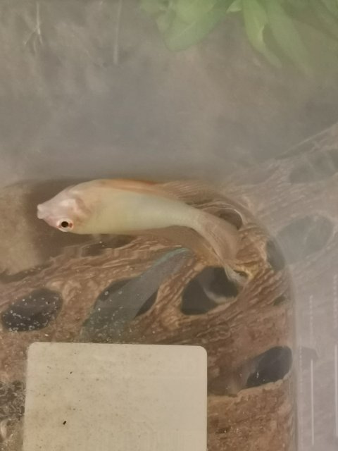 IMG_20211121_154926.jpg IMG_20211121_154926.jpg