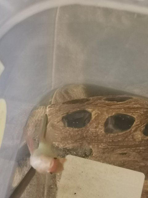 IMG_20211121_154942.jpg IMG_20211121_154942.jpg